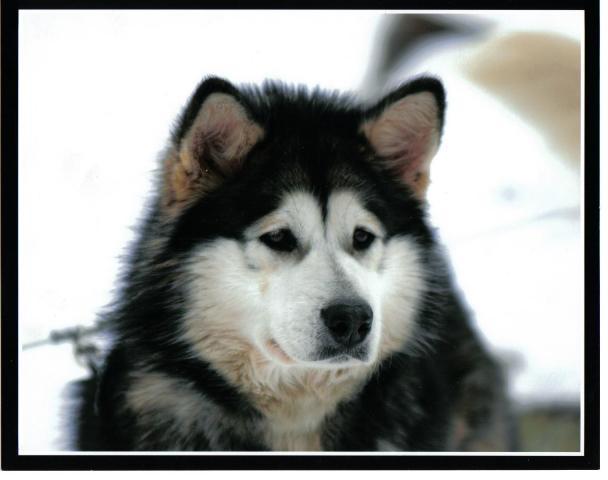 yukon_noel_kalei_006_6564.jpg